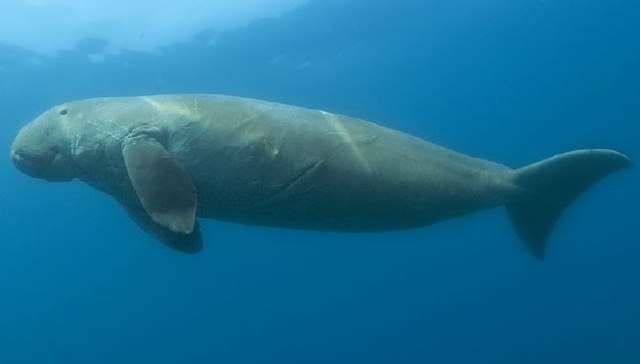 640px-Dugong_dugon_(cropped).jpg